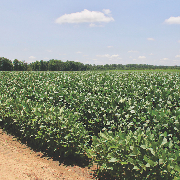 UGA economists deliver 2021 outlook for Georgia crops